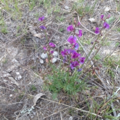 Swainsona recta (Small Purple Pea) at Royalla, ACT - 19 Oct 2017 by GeoffRobertson