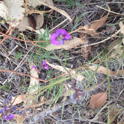Swainsona recta (Small Purple Pea) at Royalla, ACT - 19 Oct 2017 by GeoffRobertson