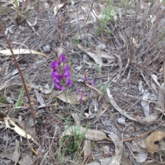 Swainsona recta (Small Purple Pea) at Royalla, ACT - 19 Oct 2017 by GeoffRobertson