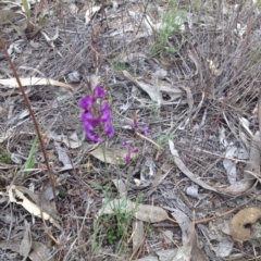 Swainsona recta (Small Purple Pea) at QPRC LGA - 18 Oct 2017 by GeoffRobertson