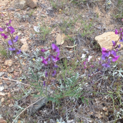 Swainsona recta (Small Purple Pea) at Williamsdale, ACT - 19 Oct 2017 by GeoffRobertson