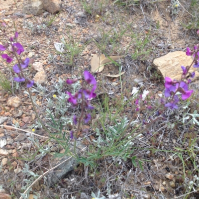 Swainsona recta (Small Purple Pea) at QPRC LGA - 18 Oct 2017 by GeoffRobertson