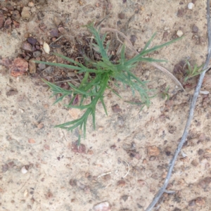 Eryngium ovinum at Williamsdale, ACT - 19 Oct 2017