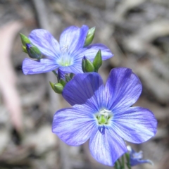 Linum marginale (Native Flax) at Kambah, ACT - 18 Oct 2017 by MatthewFrawley