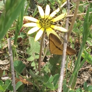 Anachloris subochraria at Bonner, ACT - 19 Oct 2017