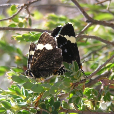 Idalima affinis (A day flying moth) at Kambah, ACT - 18 Oct 2017 by MatthewFrawley