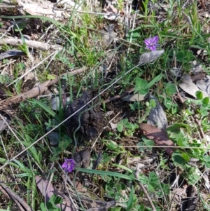 Thysanotus patersonii at Casey, ACT - 16 Oct 2017 10:37 AM