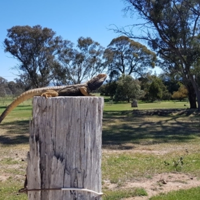 Pogona barbata (Eastern Bearded Dragon) at Gungahlin, ACT - 17 Oct 2017 by RobSpeirs