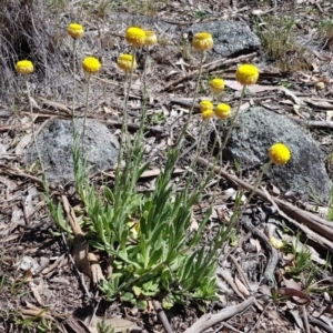 Coronidium scorpioides at Casey, ACT - 16 Oct 2017