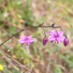 Arthropodium minus at Williamsdale, NSW - 14 Oct 2017