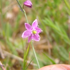 Arthropodium minus at Williamsdale, NSW - 14 Oct 2017