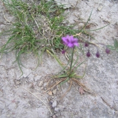 Arthropodium minus at Williamsdale, NSW - 14 Oct 2017