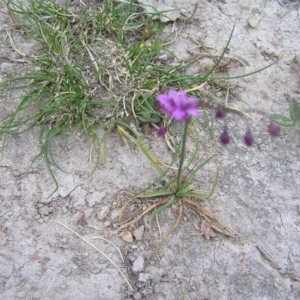 Arthropodium minus at Williamsdale, NSW - 14 Oct 2017