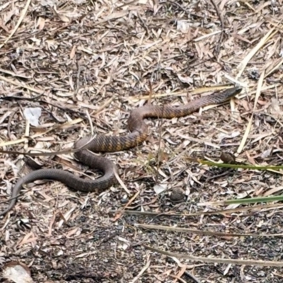 Notechis scutatus (Tiger Snake) at QPRC LGA - 19 Oct 2017 by Varanus