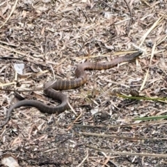 Notechis scutatus (Tiger Snake) at Wamboin, NSW - 19 Oct 2017 by Varanus