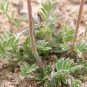 Swainsona sericea at Tuggeranong DC, ACT - 14 Oct 2017 01:40 PM