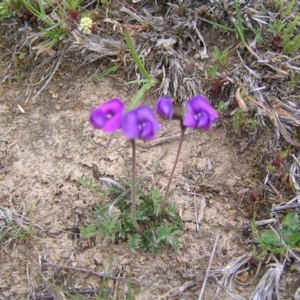 Swainsona sericea at Tuggeranong DC, ACT - 14 Oct 2017 01:40 PM