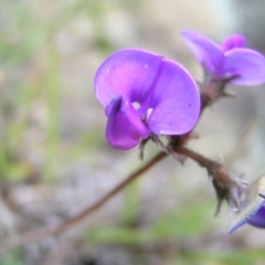 Swainsona sericea at Tuggeranong DC, ACT - 14 Oct 2017 01:40 PM