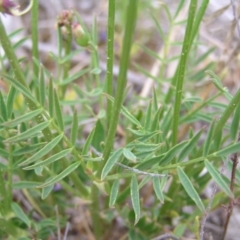 Swainsona recta (Small Purple Pea) at Royalla, ACT - 14 Oct 2017 by MatthewFrawley