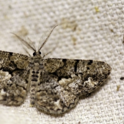 Unplaced externaria (Mahogany Bark Moth) at O'Connor, ACT - 18 Oct 2017 by ibaird