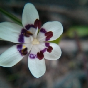 Wurmbea dioica subsp. dioica at Majura, ACT - 8 Oct 2017 06:16 PM