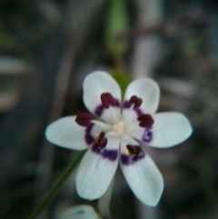 Wurmbea dioica subsp. dioica at Majura, ACT - 8 Oct 2017 06:16 PM