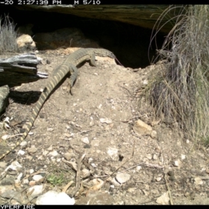 Varanus rosenbergi at Michelago, NSW - 20 Oct 2013