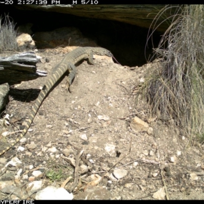 Varanus rosenbergi (Heath or Rosenberg's Monitor) at Michelago, NSW - 19 Oct 2013 by Illilanga