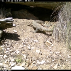 Varanus rosenbergi (Heath or Rosenberg's Monitor) at Michelago, NSW - 1 Nov 2013 by Illilanga