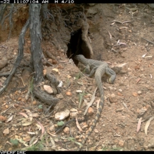 Varanus rosenbergi at Michelago, NSW - 22 Nov 2013