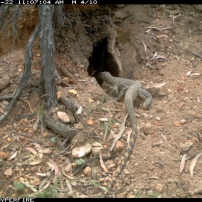 Varanus rosenbergi (Heath or Rosenberg's Monitor) at Michelago, NSW - 21 Nov 2013 by Illilanga