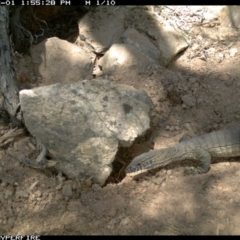 Varanus rosenbergi (Heath or Rosenberg's Monitor) at Michelago, NSW - 1 Dec 2013 by Illilanga