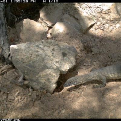 Varanus rosenbergi (Heath or Rosenberg's Monitor) at Michelago, NSW - 30 Nov 2013 by Illilanga