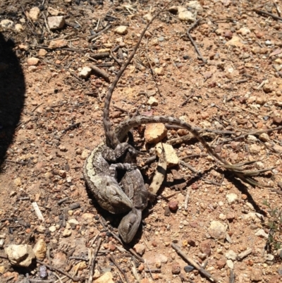 Amphibolurus muricatus (Jacky Lizard) at Michelago, NSW - 21 Oct 2012 by Illilanga