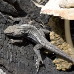 Amphibolurus muricatus (Jacky Lizard) at Michelago, NSW - 1 Nov 2009 by Illilanga