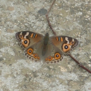 Junonia villida at Latham, ACT - 16 Mar 2011 09:18 AM