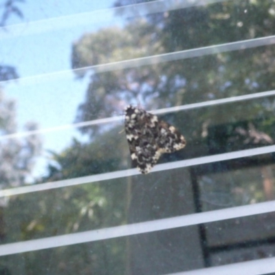 Halone coryphoea (Eastern Halone moth) at Flynn, ACT - 29 Mar 2011 by Christine