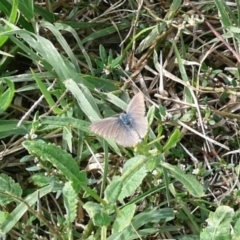 Zizina otis (Common Grass-Blue) at Latham, ACT - 6 Apr 2011 by Christine