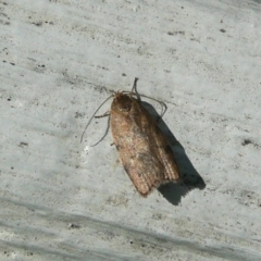 Oecophoridae (family) (Unidentified Oecophorid concealer moth) at Latham, ACT - 6 Apr 2011 by Christine