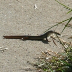 Ctenotus sp. (genus) (A comb-eared skink) at Latham, ACT - 6 Apr 2011 by Christine