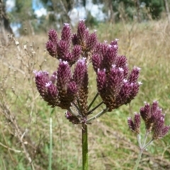 Verbena incompta (Purpletop) at Latham, ACT - 6 Apr 2011 by Christine