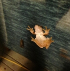 Litoria peronii (Peron's Tree Frog, Emerald Spotted Tree Frog) at Michelago, NSW - 3 Apr 2014 by Illilanga