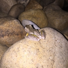 Litoria peronii (Peron's Tree Frog, Emerald Spotted Tree Frog) at Michelago, NSW - 21 Dec 2016 by Illilanga