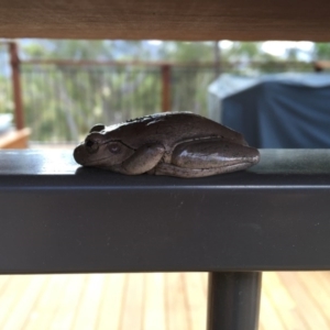 Litoria peronii at Illilanga & Baroona - 6 Jan 2017 04:20 PM