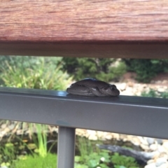 Litoria peronii at Illilanga & Baroona - 6 Jan 2017 04:20 PM