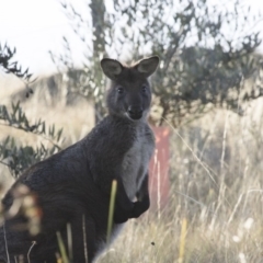 Osphranter robustus robustus (Eastern Wallaroo) at Michelago, NSW - 7 Jun 2015 by Illilanga