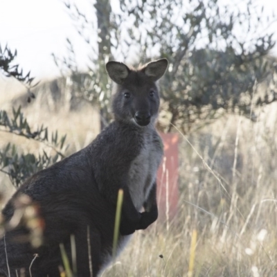 Osphranter robustus robustus (Eastern Wallaroo) at Illilanga & Baroona - 7 Jun 2015 by Illilanga