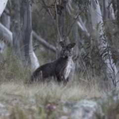 Osphranter robustus robustus (Eastern Wallaroo) at Michelago, NSW - 23 Jul 2015 by Illilanga