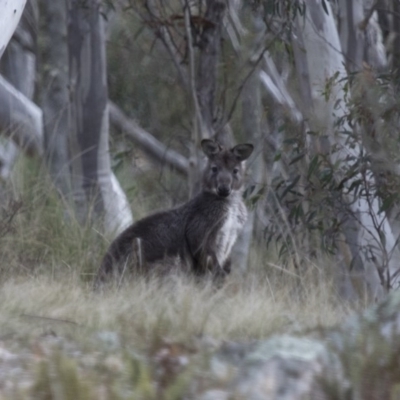 Osphranter robustus (Wallaroo) at Illilanga & Baroona - 23 Jul 2015 by Illilanga