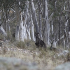 Osphranter robustus robustus at Michelago, NSW - 23 Jul 2015